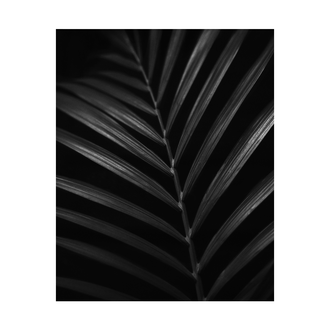 nicola-matteo munari fine art photography botanic