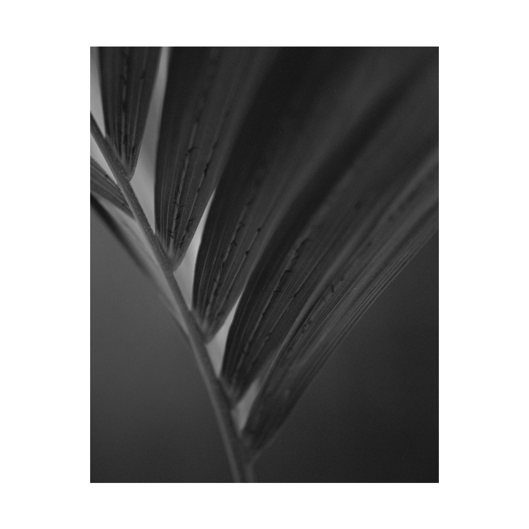 nicola-matteo munari fine art photography botanic