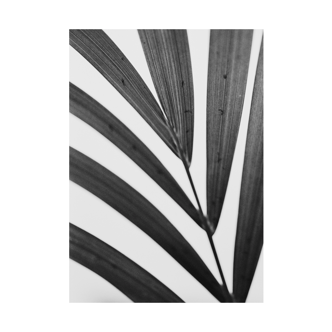 nicola-matteo munari fine art photography botanic