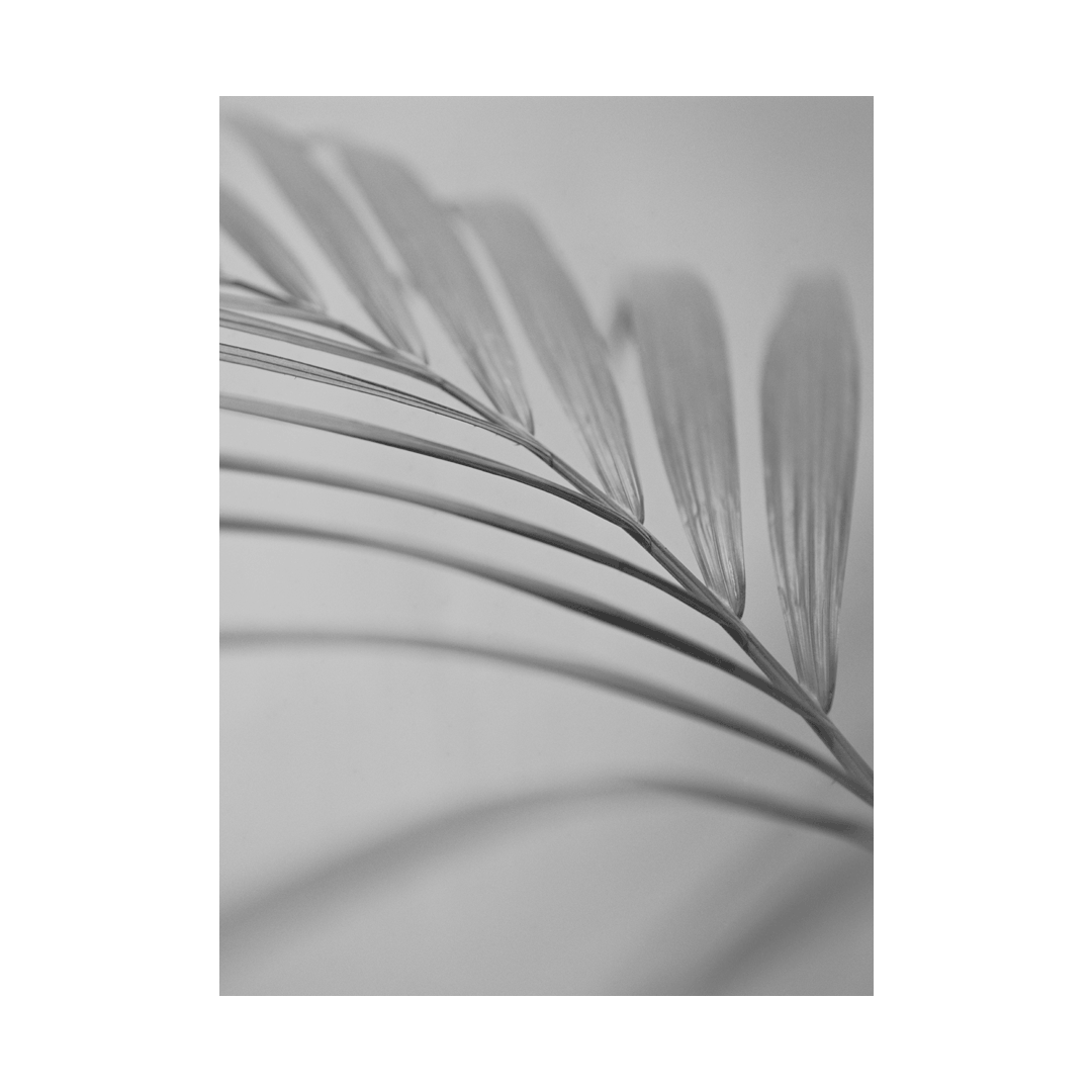 nicola-matteo munari fine art photography botanic