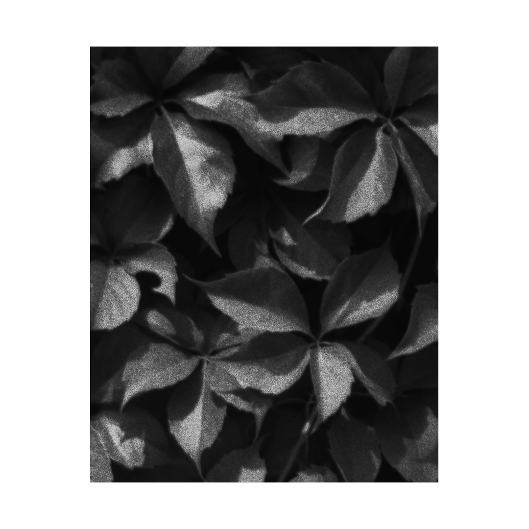 nicola-matteo munari fine art photography botanic