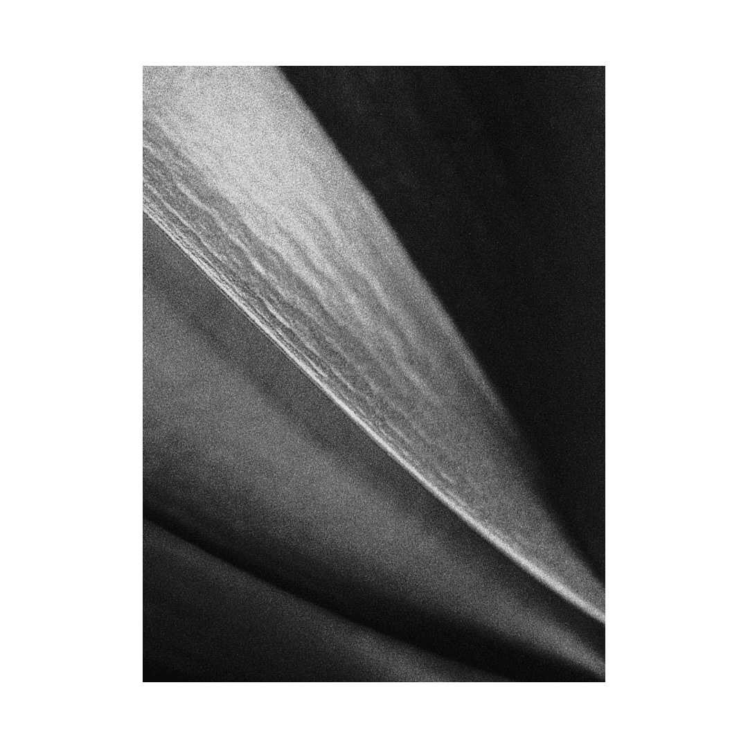 nicola-matteo munari fine art photography botanic