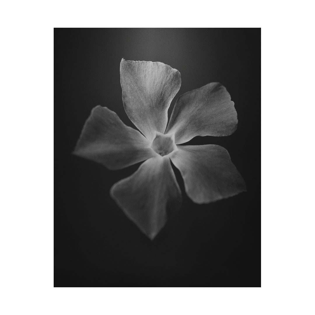 nicola-matteo munari fine art photography botanic