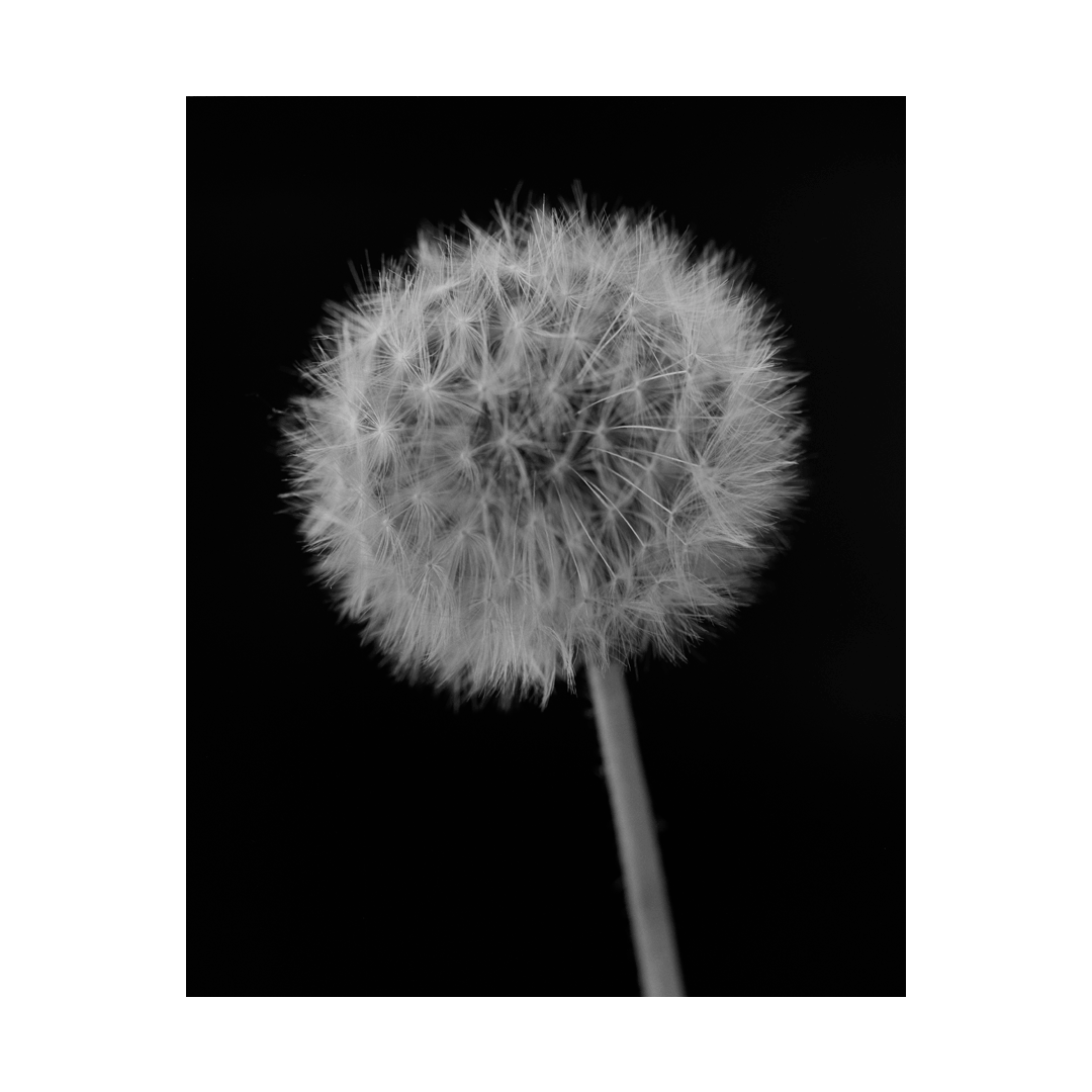 nicola-matteo munari fine art photography botanic