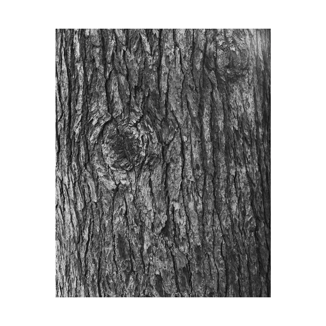 nicola-matteo munari fine art photography trees