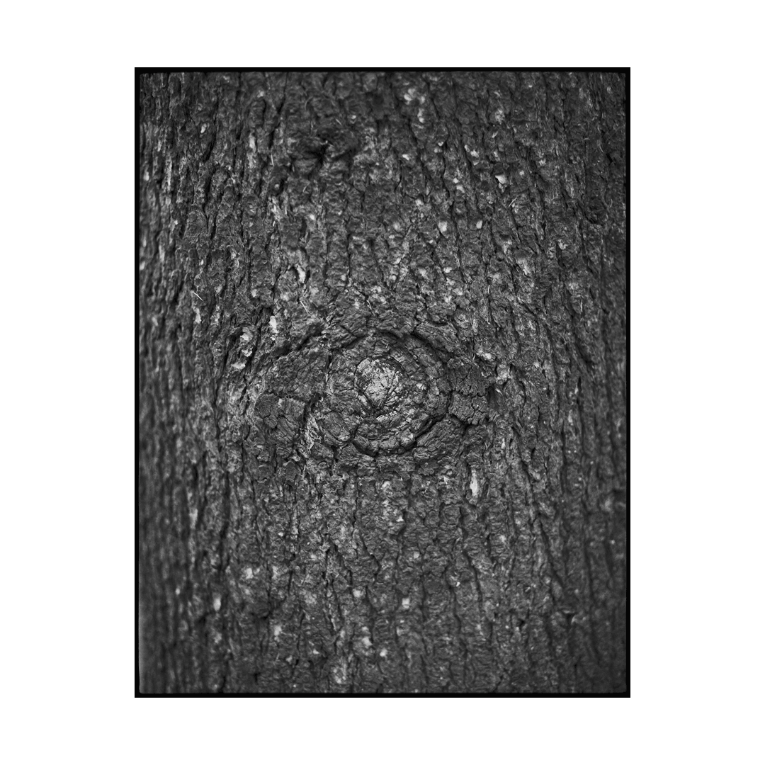 nicola-matteo munari fine art photography trees