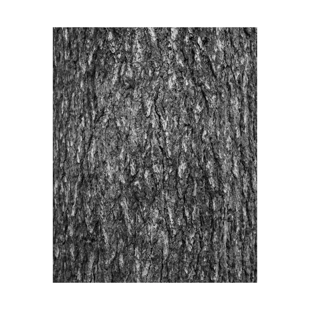 nicola-matteo munari fine art photography trees