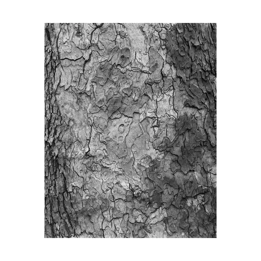 nicola-matteo munari fine art photography trees