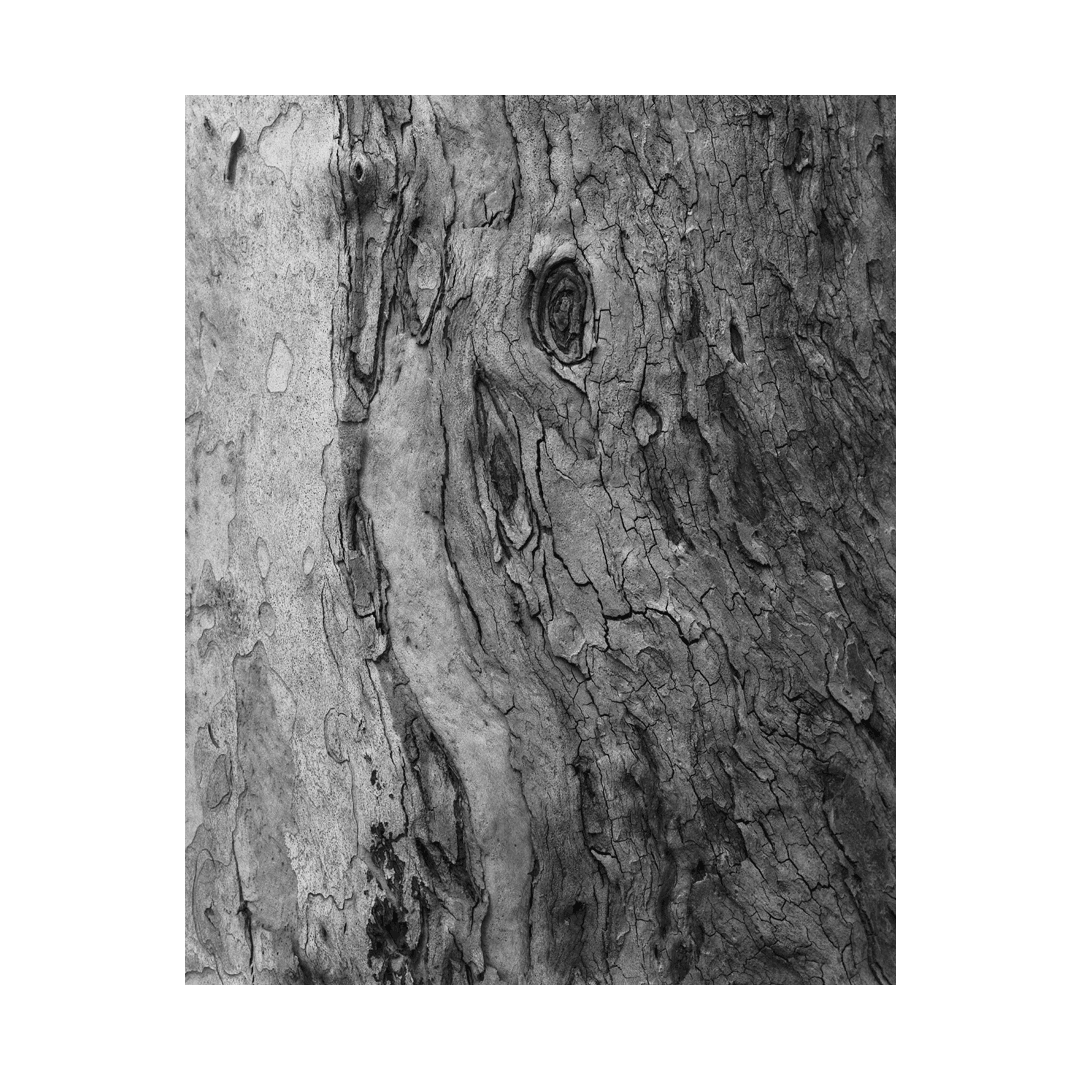 nicola-matteo munari fine art photography trees