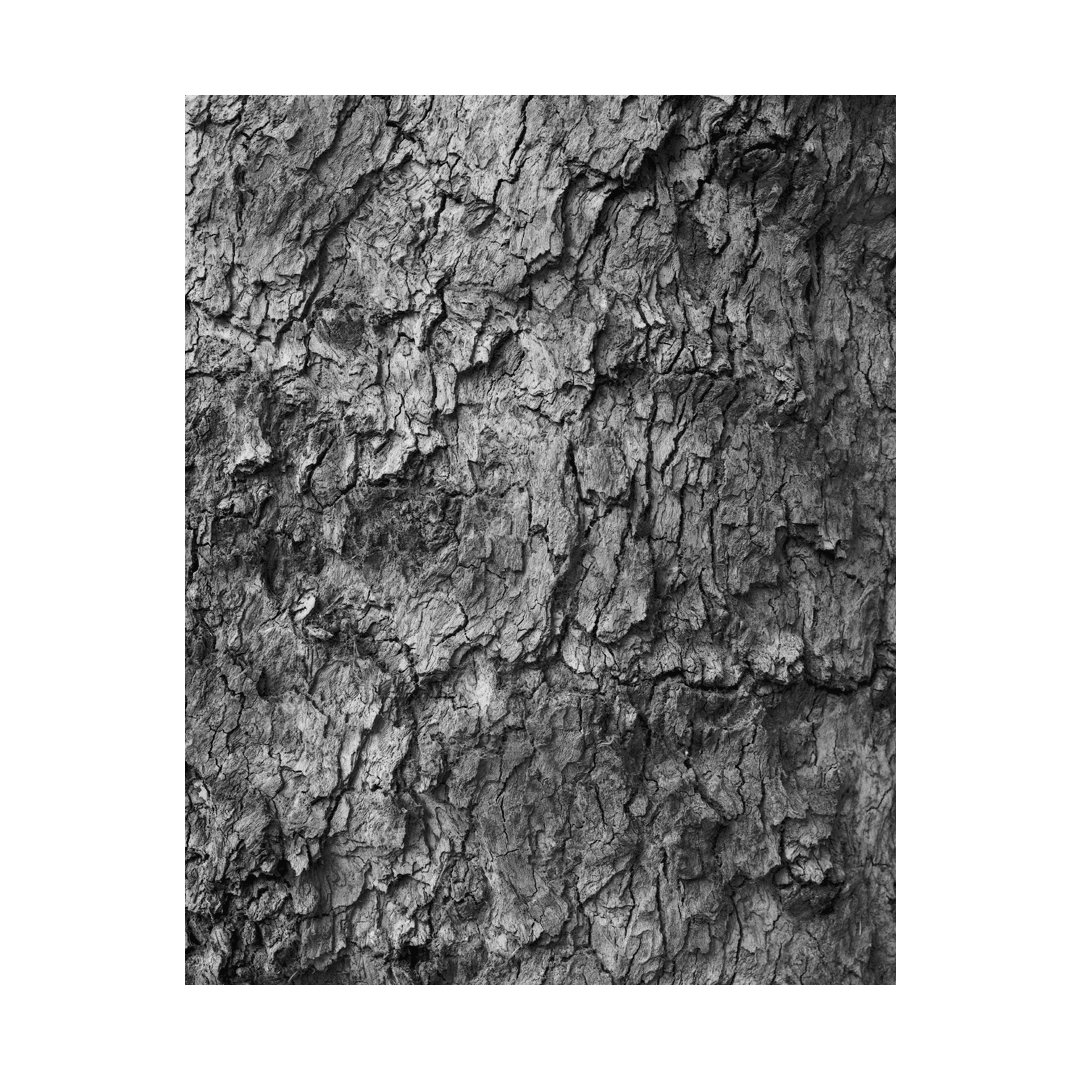 nicola-matteo munari fine art photography trees