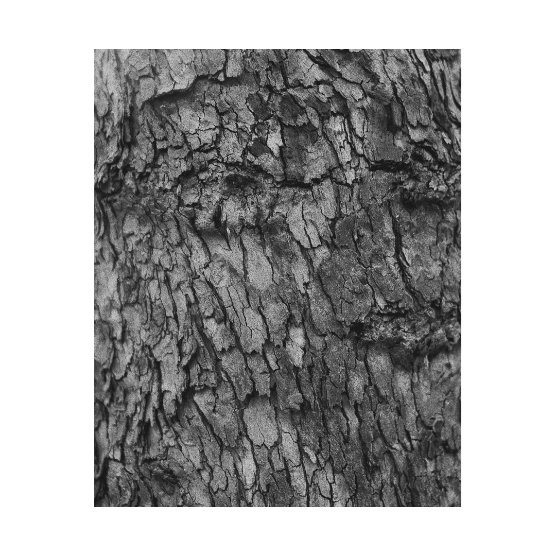 nicola-matteo munari fine art photography trees