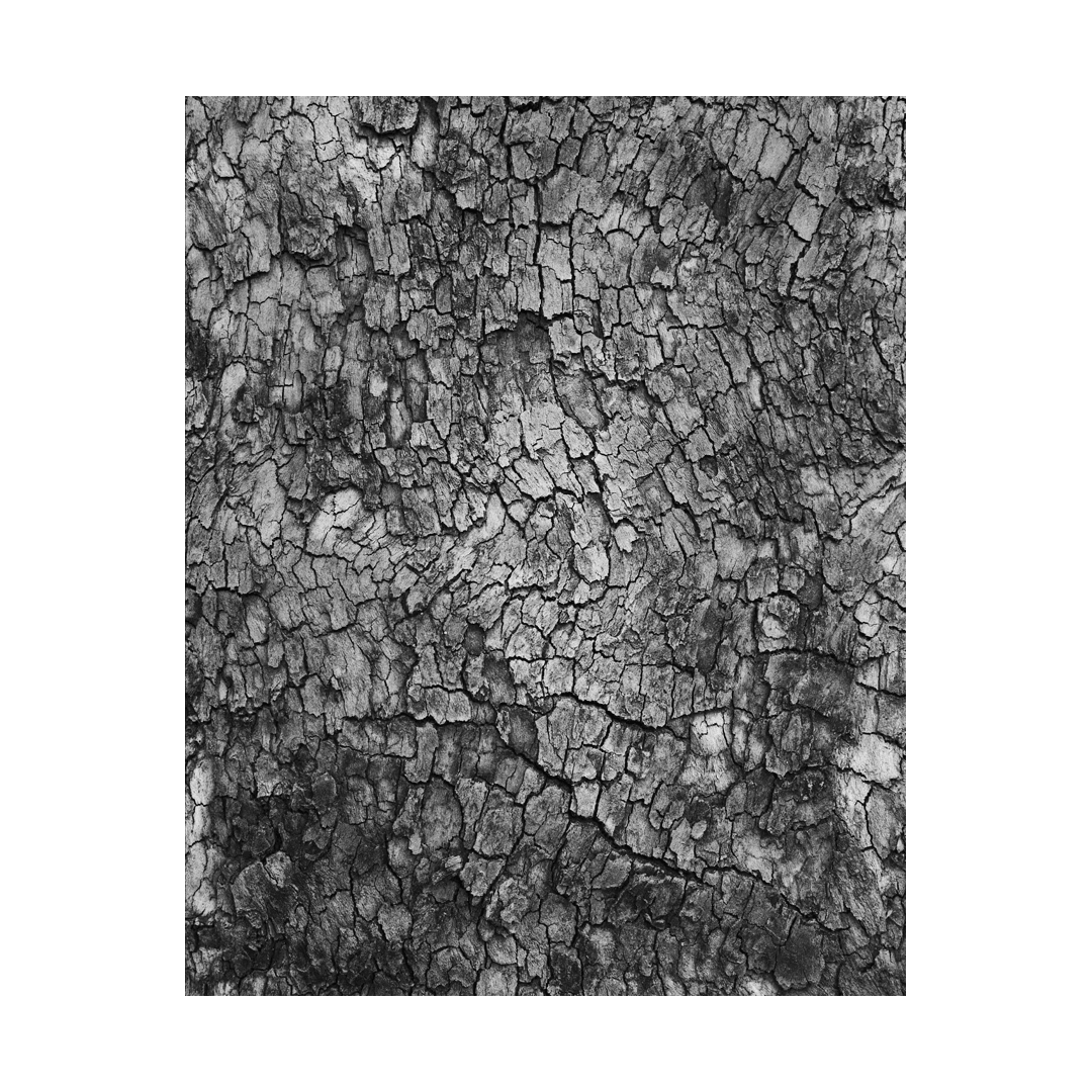 nicola-matteo munari fine art photography trees