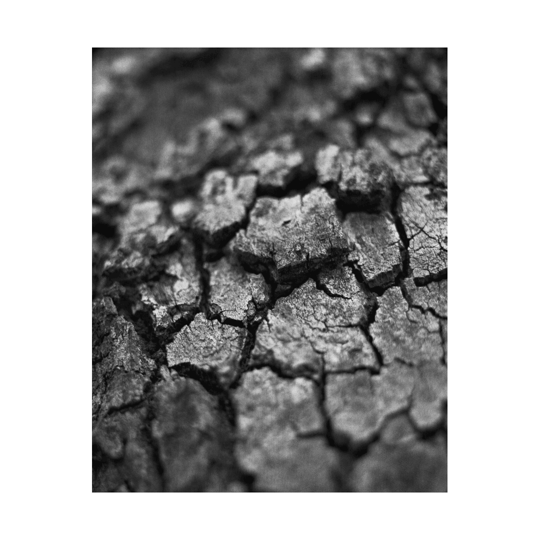 nicola-matteo munari fine art photography trees