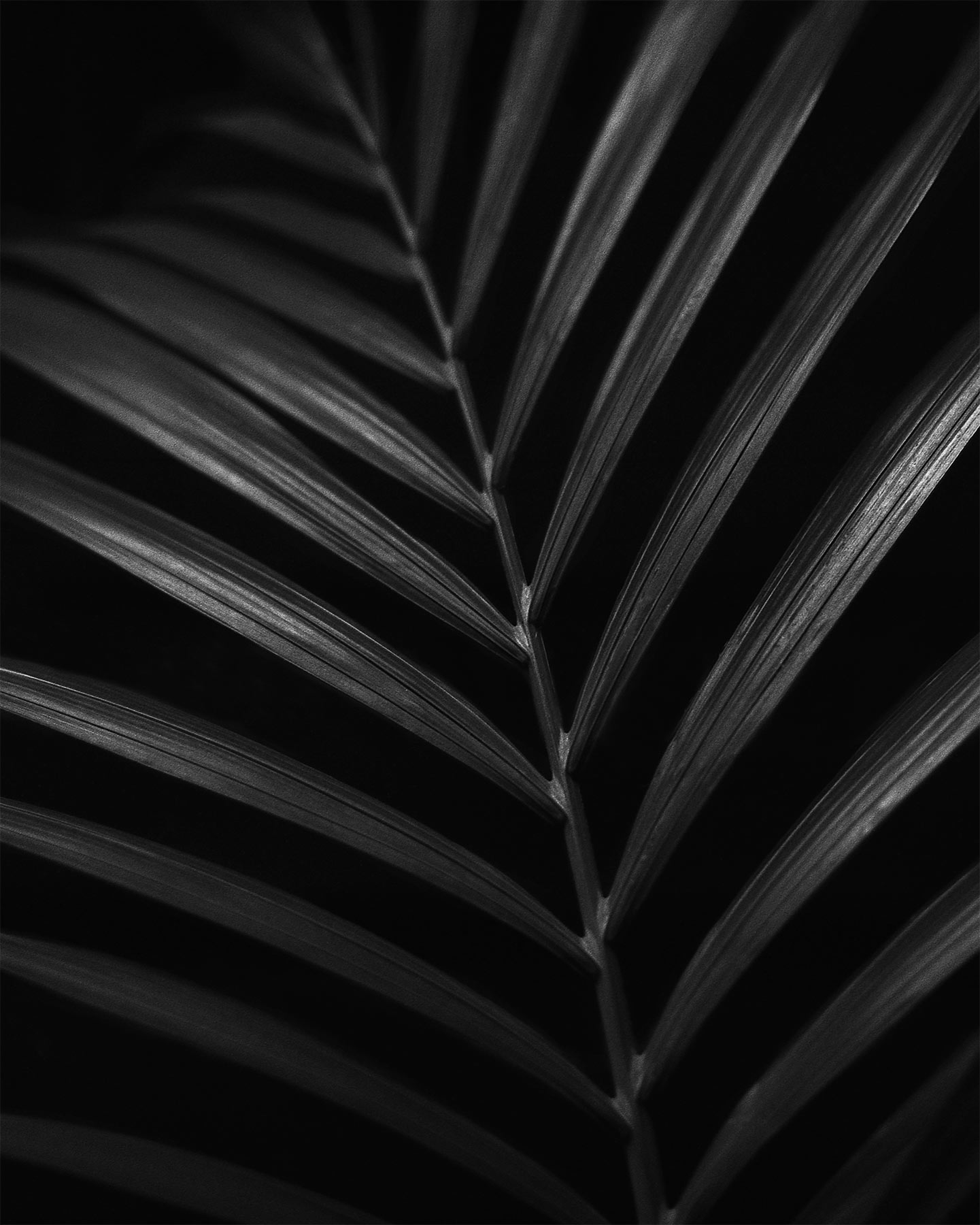 nicola-matteo munari fine art photography botanic