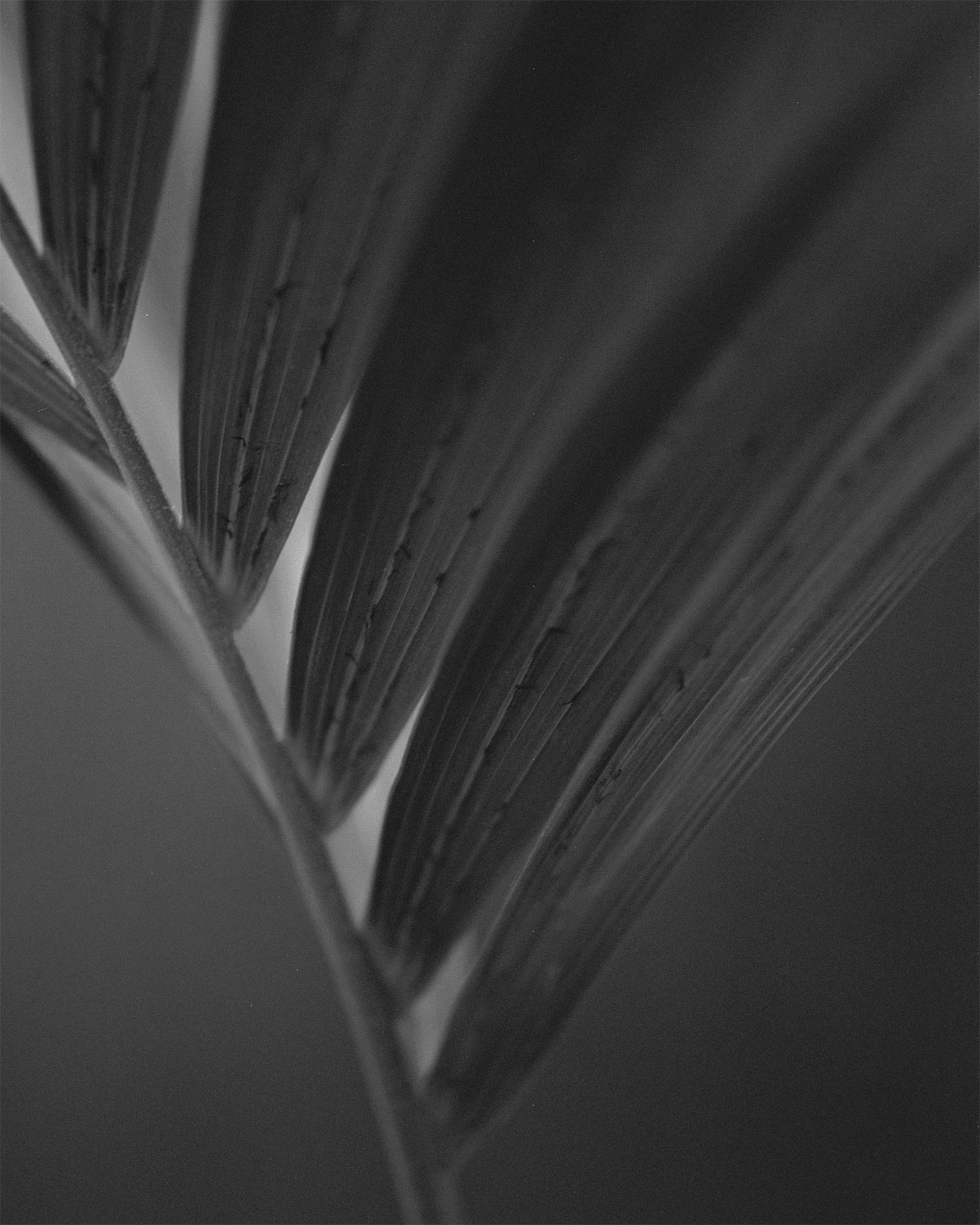 nicola-matteo munari fine art photography botanic