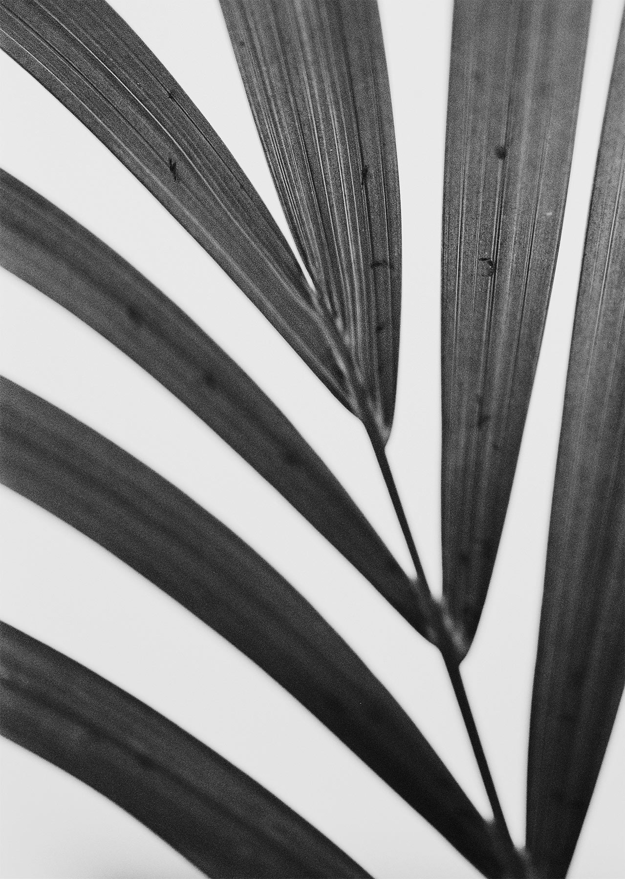 nicola-matteo munari fine art photography botanic