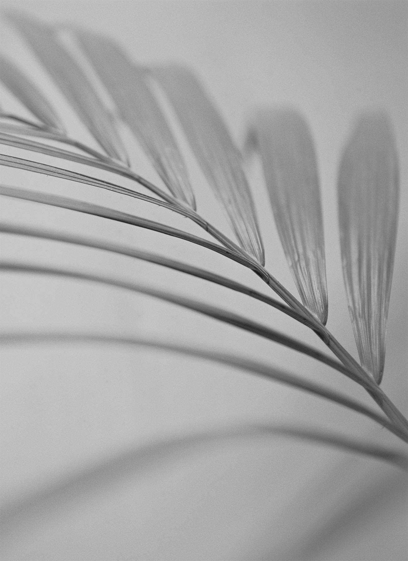 nicola-matteo munari fine art photography botanic