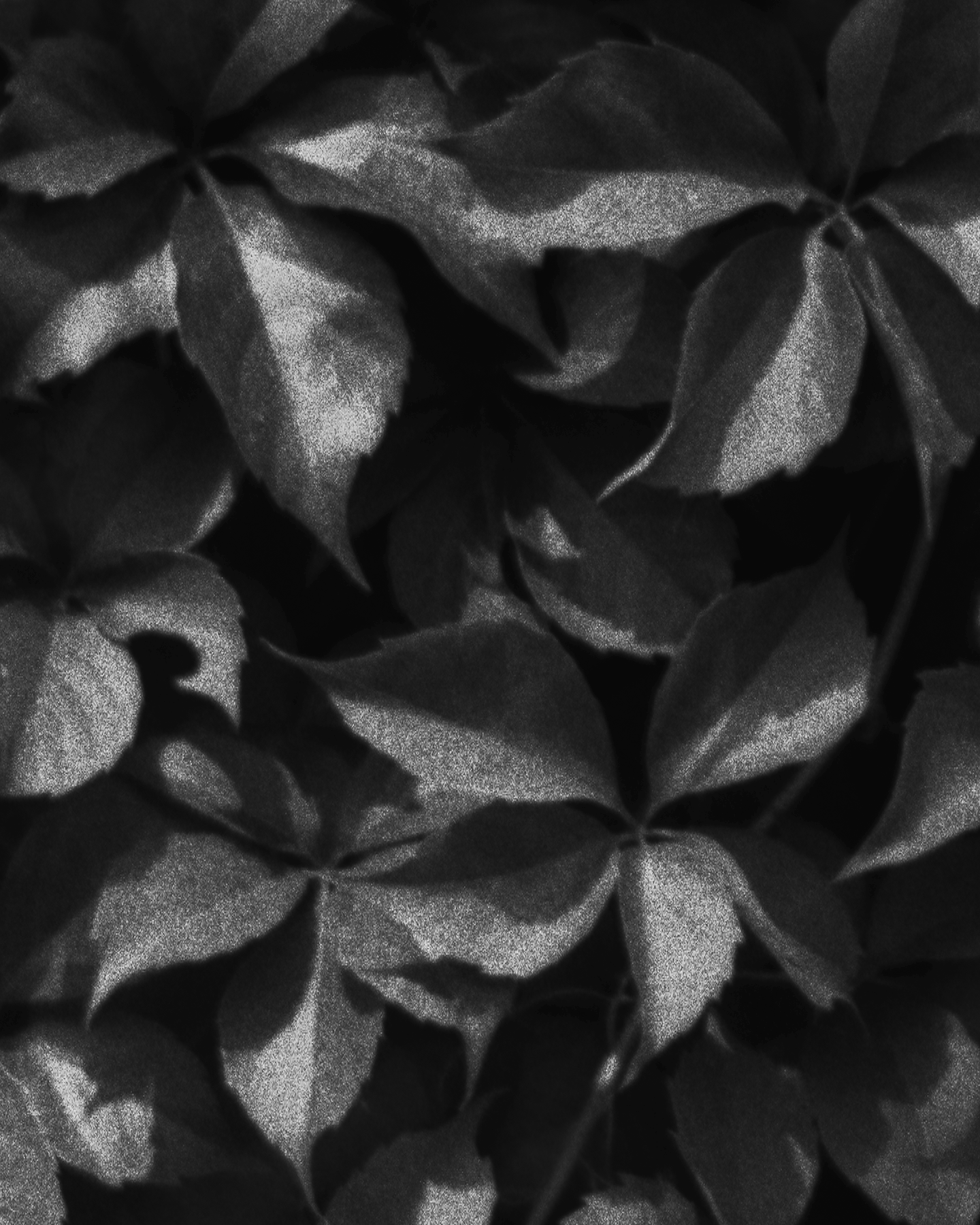 nicola-matteo munari fine art photography botanic