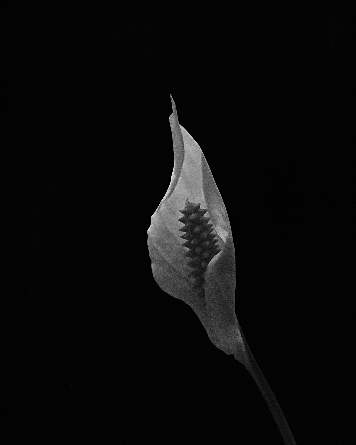 nicola-matteo munari fine art photography botanic