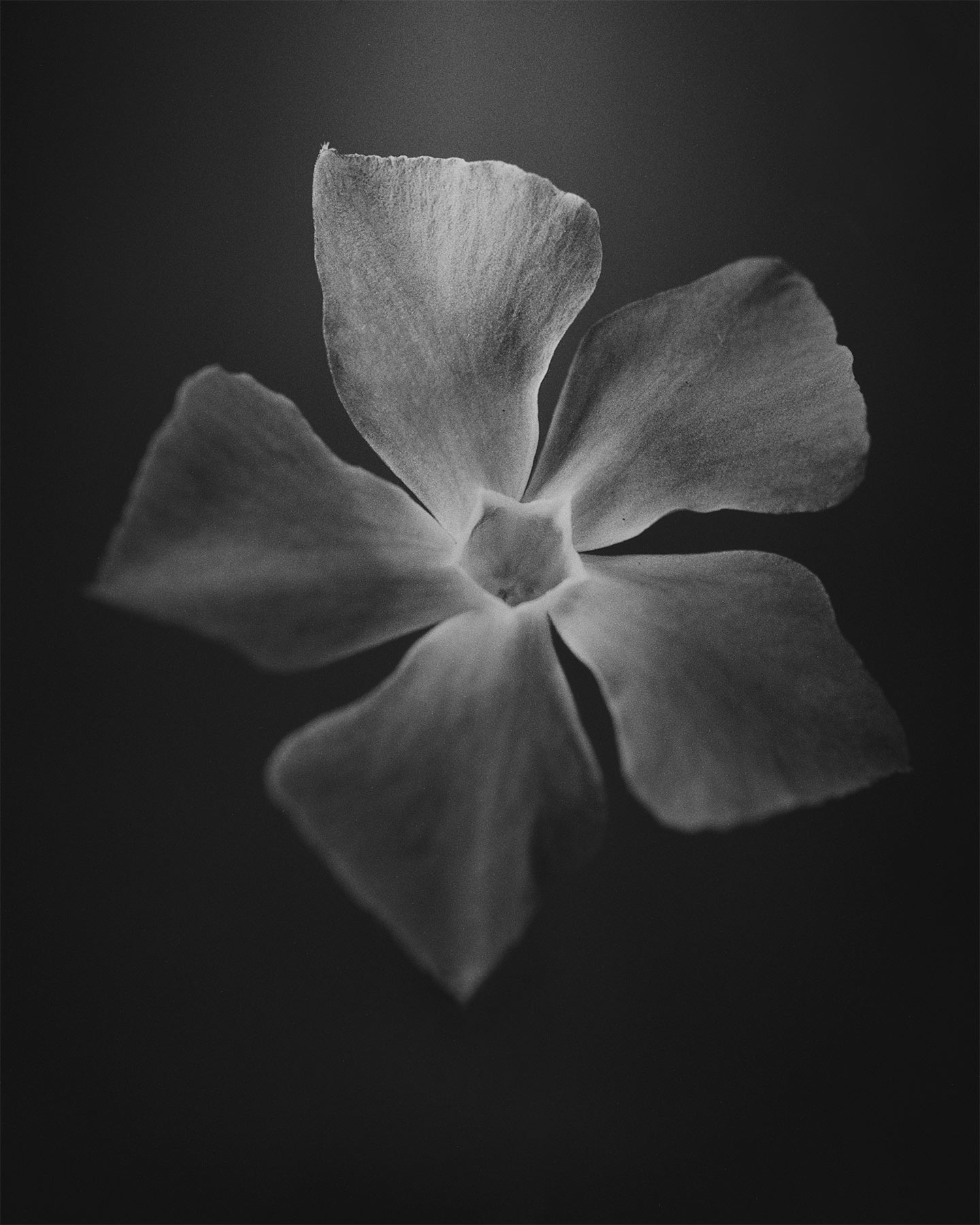 nicola-matteo munari fine art photography botanic