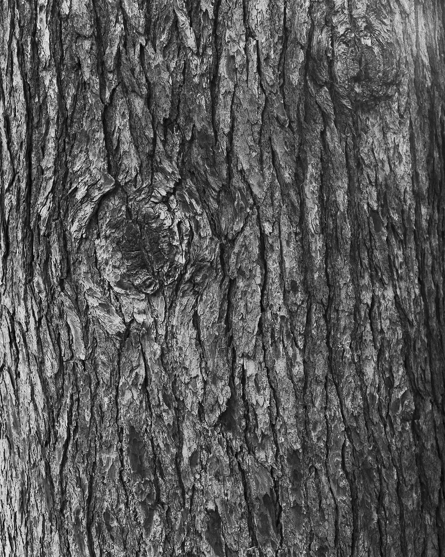 nicola-matteo munari fine art photography trees