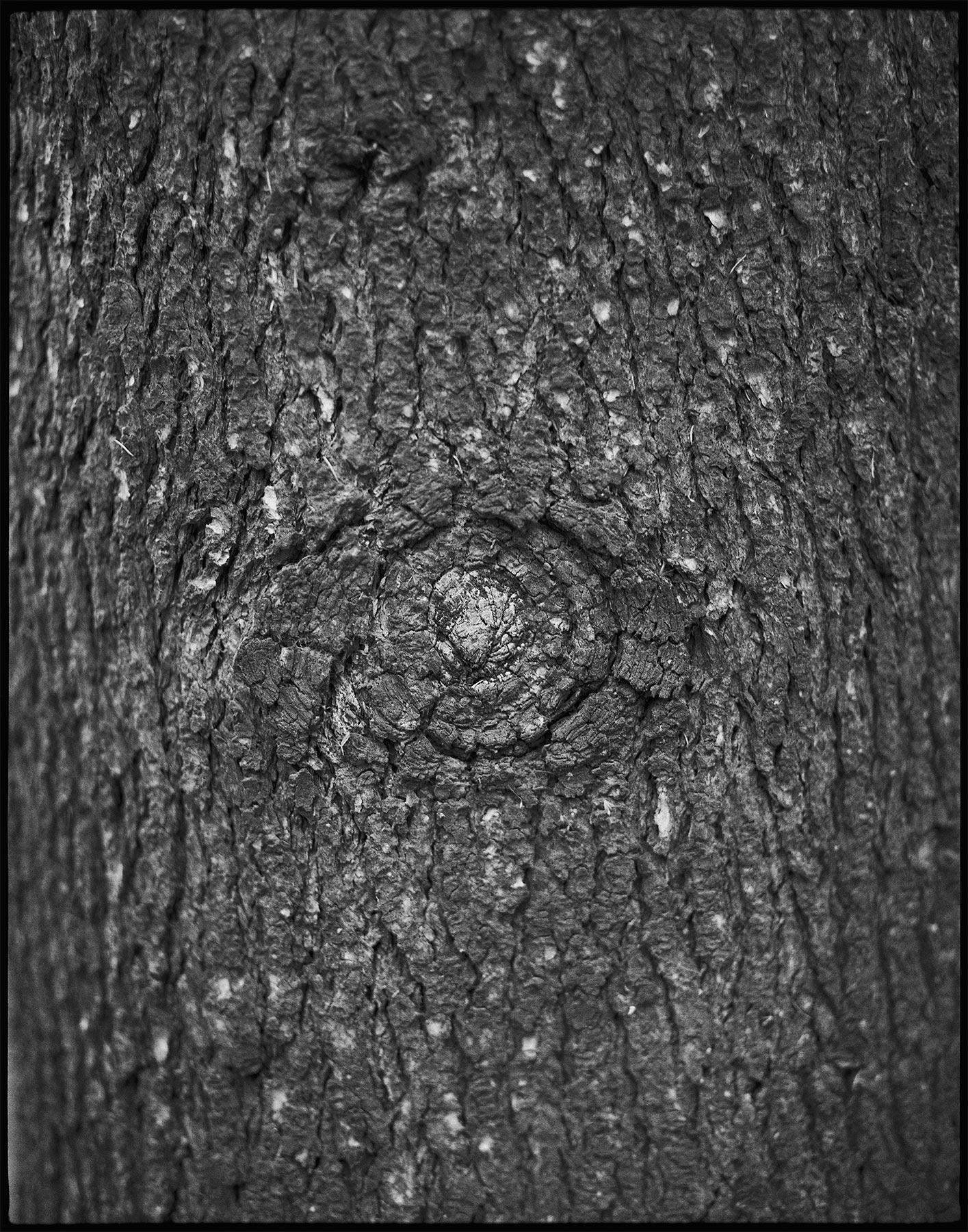 nicola-matteo munari fine art photography trees