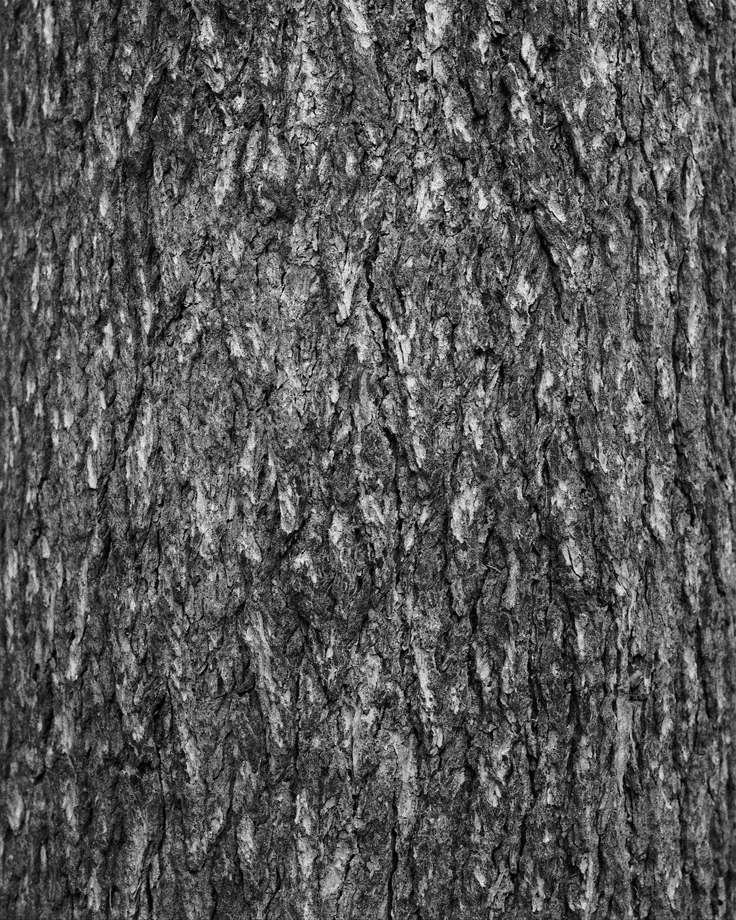 nicola-matteo munari fine art photography trees