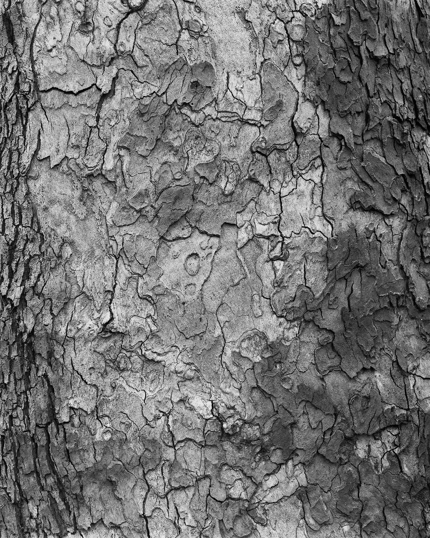 nicola-matteo munari fine art photography trees