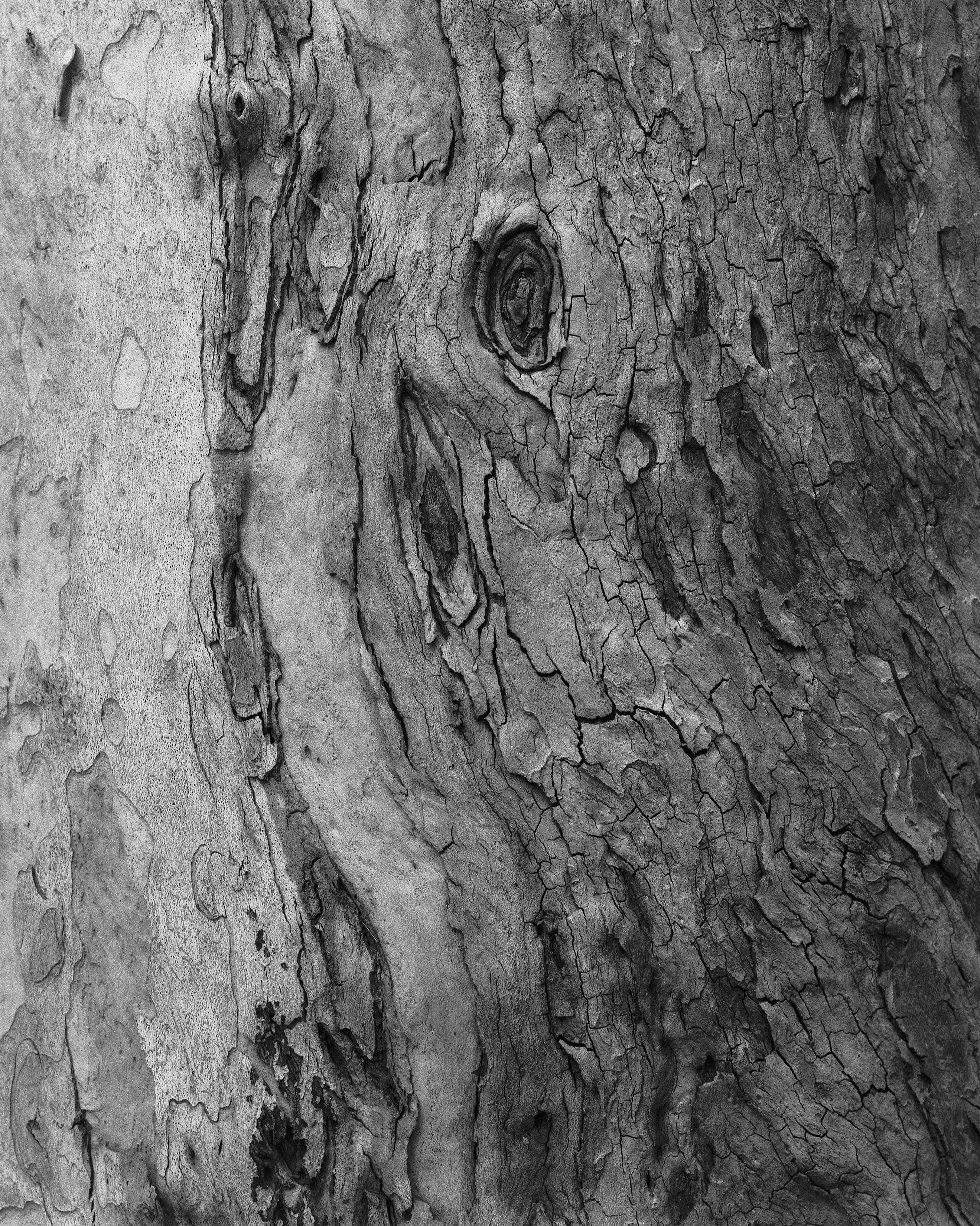 nicola-matteo munari fine art photography trees