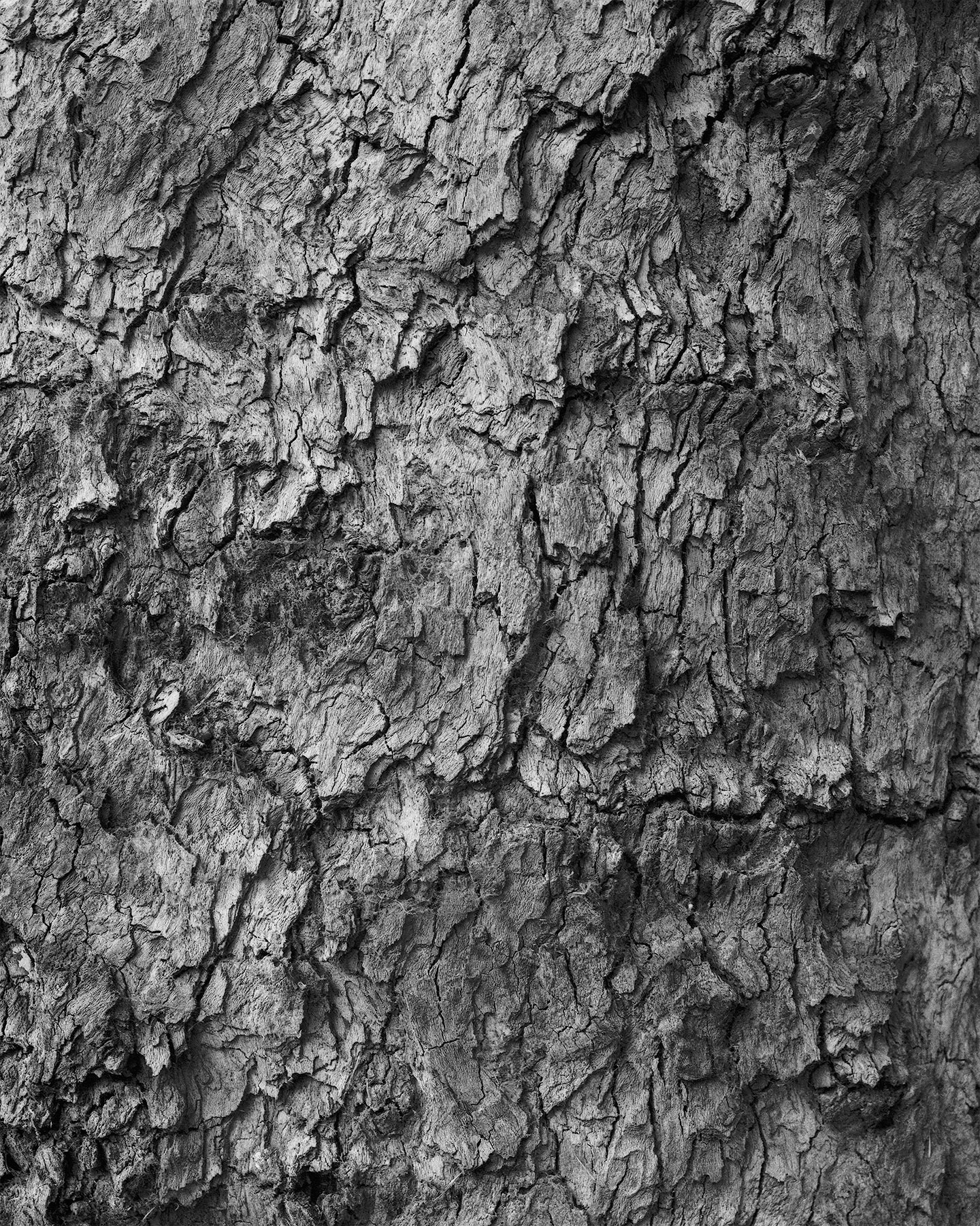 nicola-matteo munari fine art photography trees