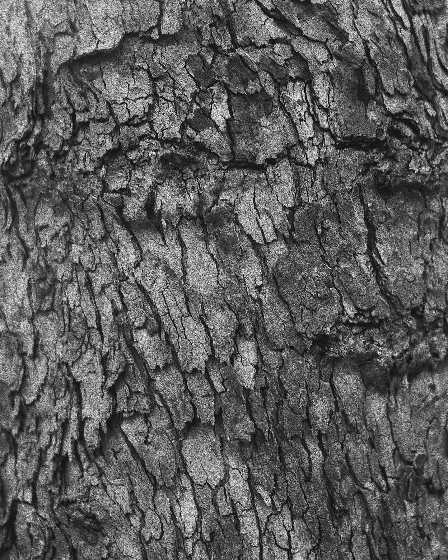 nicola-matteo munari fine art photography trees