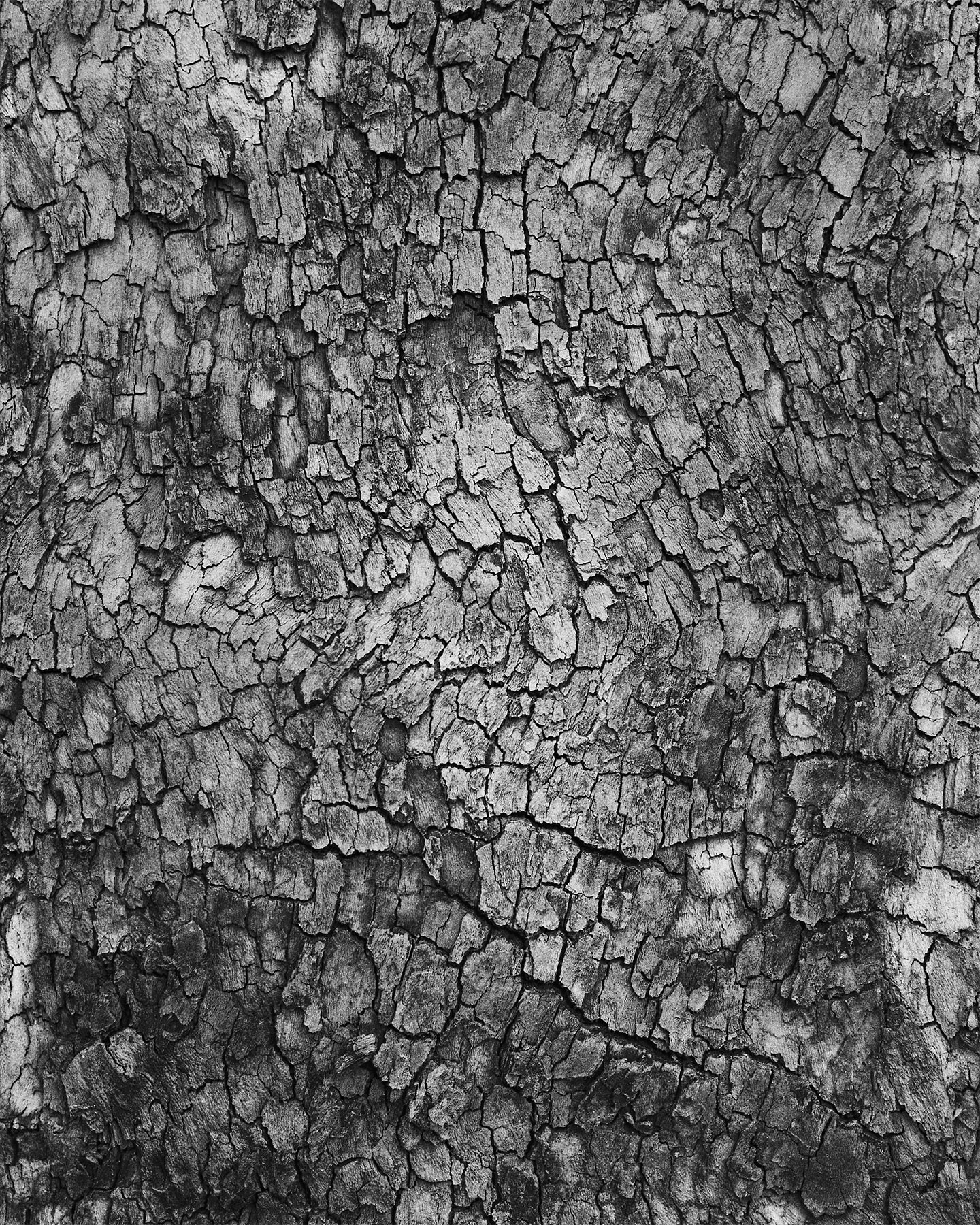 nicola-matteo munari fine art photography trees